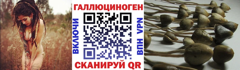 Псилоцибиновые грибы Cubensis Пикалёво